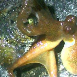 焼津港　タコ釣り、サビキ釣り　２７日、２８日